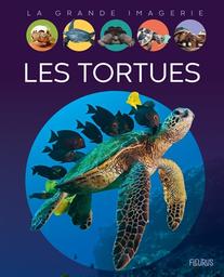 Les tortues | Boccador, Sabine. Auteur